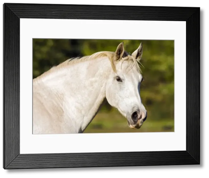 Framed Print : Picture No. 10873892 Framed Print : Picture No. 10873892