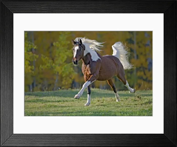 Framed Print : Picture No. 10873886 Framed Print : Picture No. 10873886