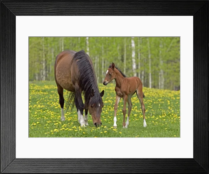 Framed Print : Picture No. 10872600 Framed Print : Picture No. 10872600