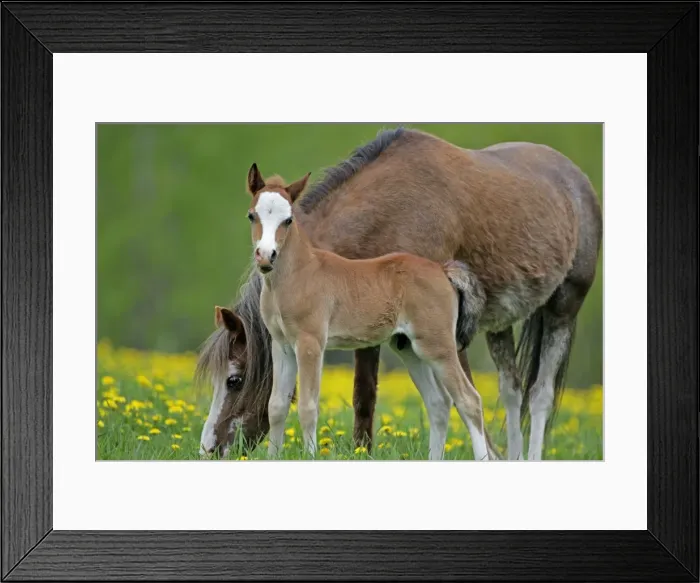 Framed Print : Picture No. 10872615 Framed Print : Picture No. 10872615