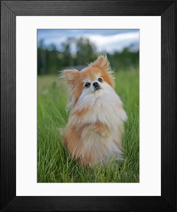 Framed Print : Picture No. 10872587 Framed Print : Picture No. 10872587