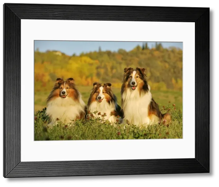 Framed Print : Picture No. 10873875 Framed Print : Picture No. 10873875
