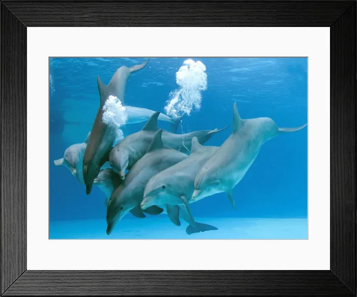 Framed Print : Picture No. 10872272 Framed Print : Picture No. 10872272