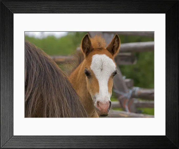Framed Print : Picture No. 10872583 Framed Print : Picture No. 10872583