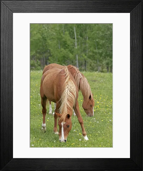 Framed Print : Picture No. 10872582 Framed Print : Picture No. 10872582