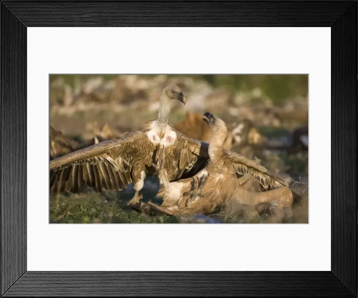 Framed Print : Picture No. 10872398 Framed Print : Picture No. 10872398