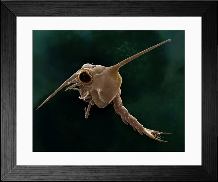 Framed Print : Picture No. 10873601