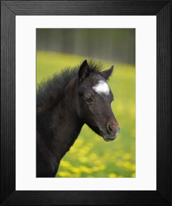 Framed Print : Picture No. 10872603 Framed Print : Picture No. 10872603