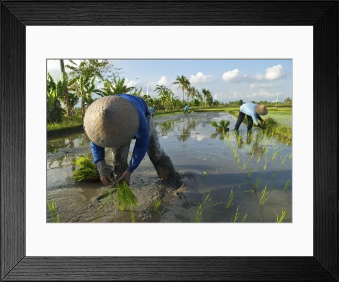 Framed Print : Picture No. 10872176 Framed Print : Picture No. 10872176