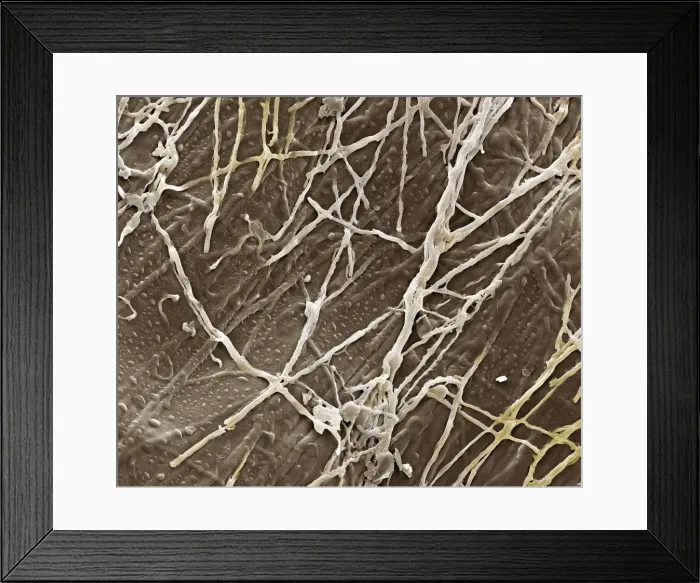 Framed Print : Picture No. 10873580