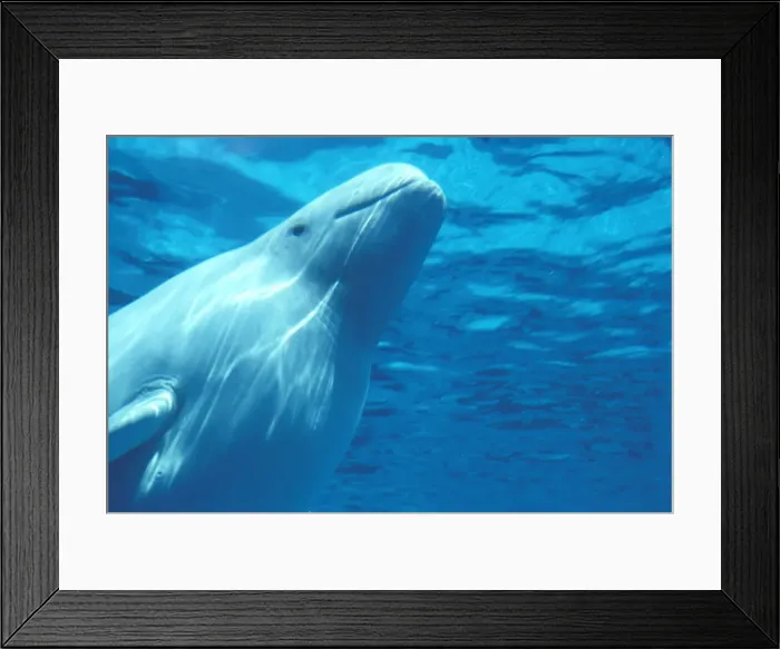 Framed Print : Picture No. 10873473 Framed Print : Picture No. 10873473