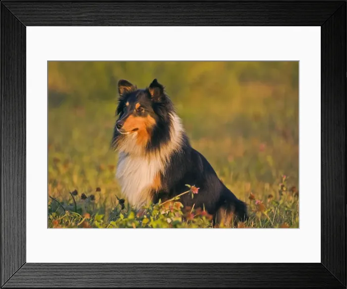 Framed Print : Picture No. 10873878 Framed Print : Picture No. 10873878