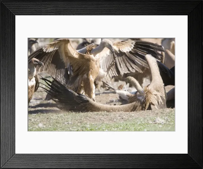 Framed Print : Picture No. 10872390 Framed Print : Picture No. 10872390