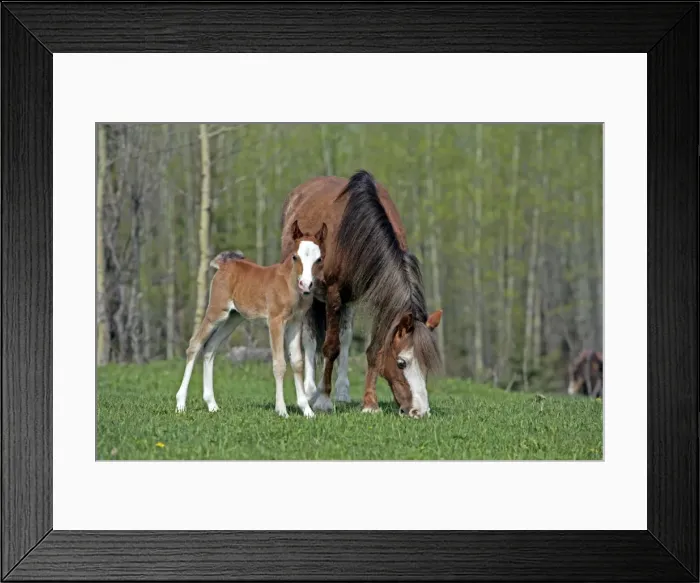 Framed Print : Picture No. 10872609 Framed Print : Picture No. 10872609
