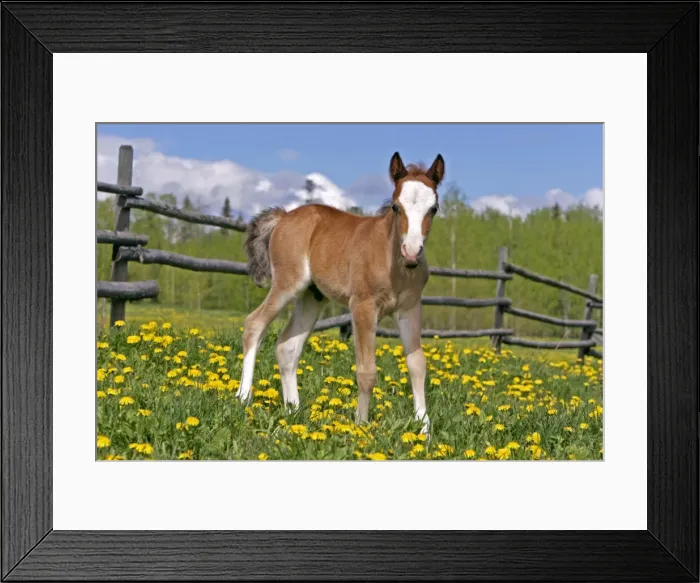 Framed Print : Picture No. 10872607 Framed Print : Picture No. 10872607