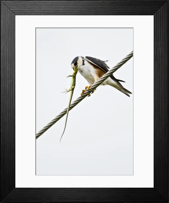 Framed Print : Picture No. 10873515 Framed Print : Picture No. 10873515