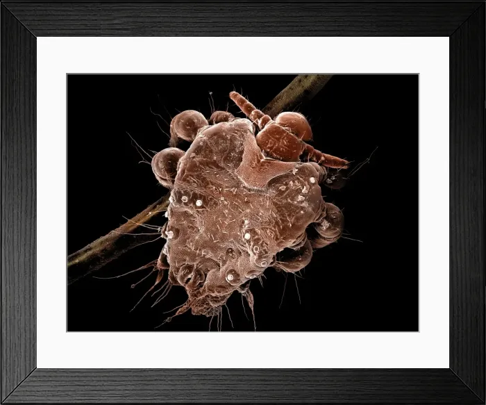 Framed Print : Picture No. 10873600 Framed Print : Picture No. 10873600