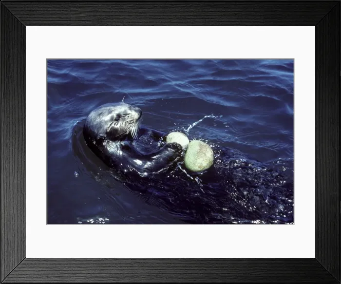 Framed Print : Picture No. 10873767 Framed Print : Picture No. 10873767