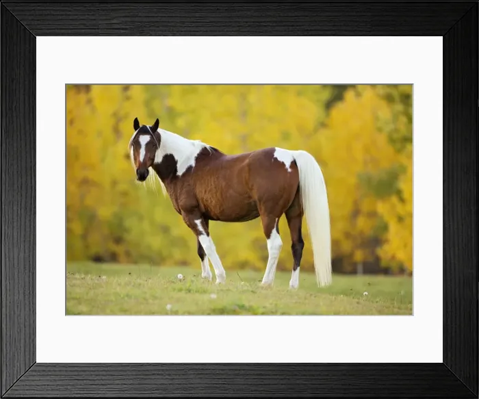 Framed Print : Picture No. 10873883 Framed Print : Picture No. 10873883