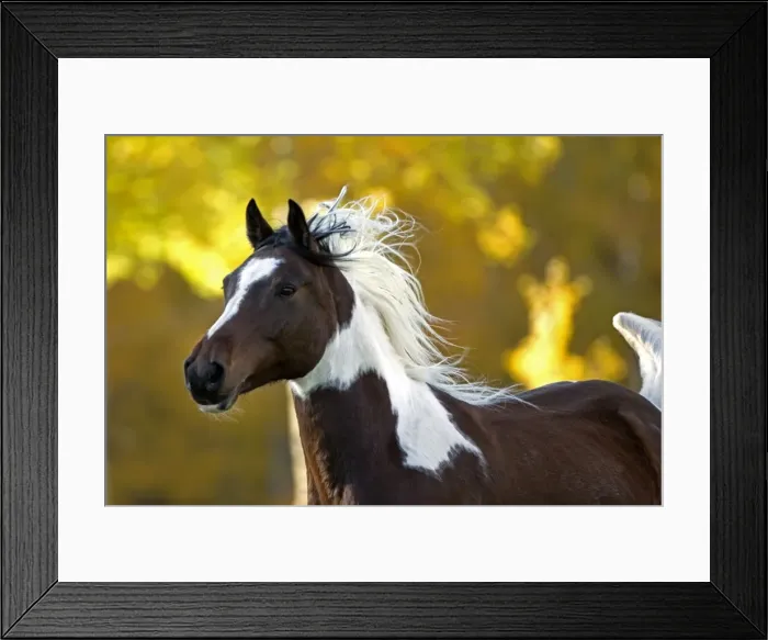 Framed Print : Picture No. 10873887 Framed Print : Picture No. 10873887