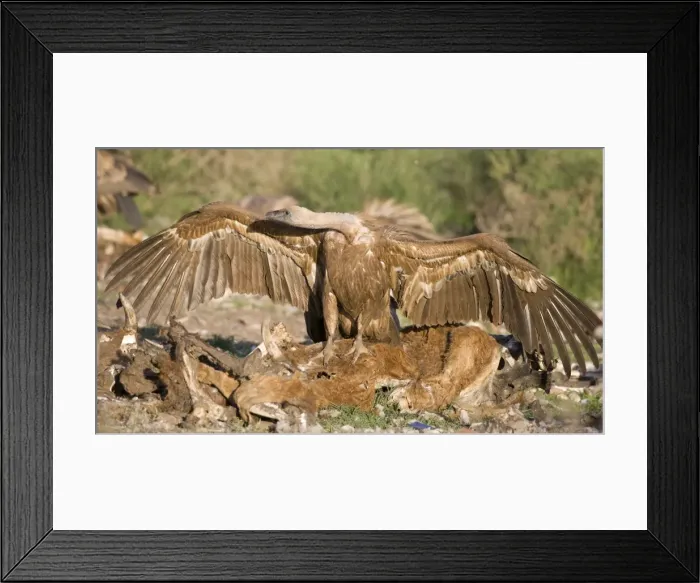 Framed Print : Picture No. 10872392 Framed Print : Picture No. 10872392