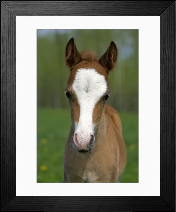 Framed Print : Picture No. 10872594 Framed Print : Picture No. 10872594