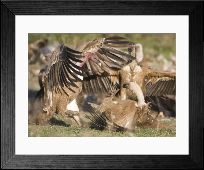 Framed Print : Picture No. 10872391 Framed Print : Picture No. 10872391