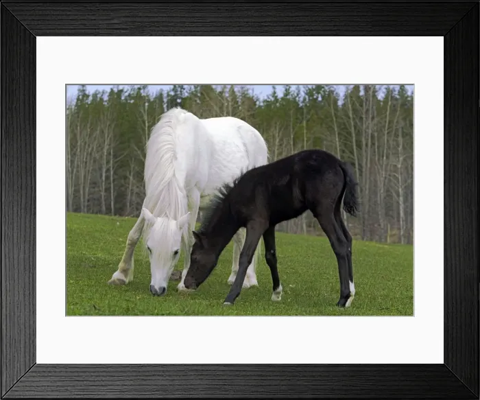 Framed Print : Picture No. 10872613