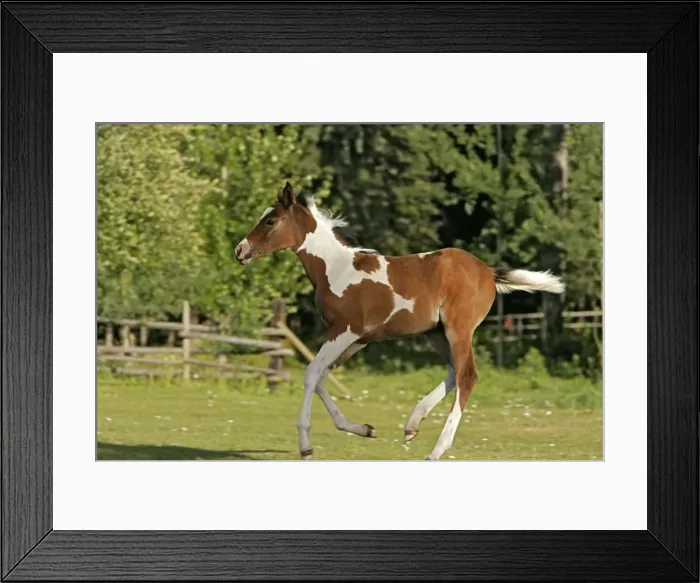 Framed Print : Picture No. 10872622 Framed Print : Picture No. 10872622