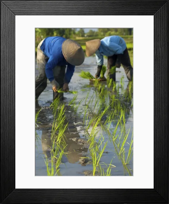 Framed Print : Picture No. 10872175 Framed Print : Picture No. 10872175