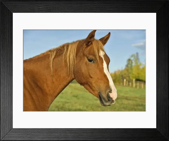 Framed Print : Picture No. 10873879 Framed Print : Picture No. 10873879