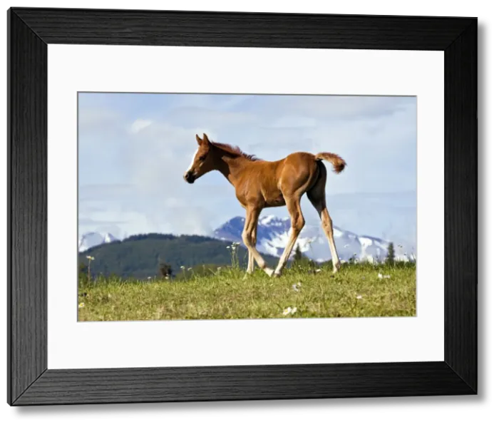 Framed Print : Picture No. 10873895 Framed Print : Picture No. 10873895