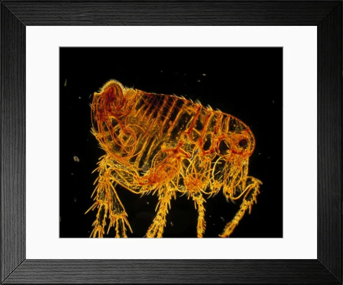 Framed Print : Picture No. 10873644 Framed Print : Picture No. 10873644