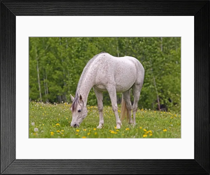 Framed Print : Picture No. 10872586 Framed Print : Picture No. 10872586