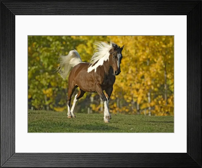 Framed Print : Picture No. 10873882 Framed Print : Picture No. 10873882