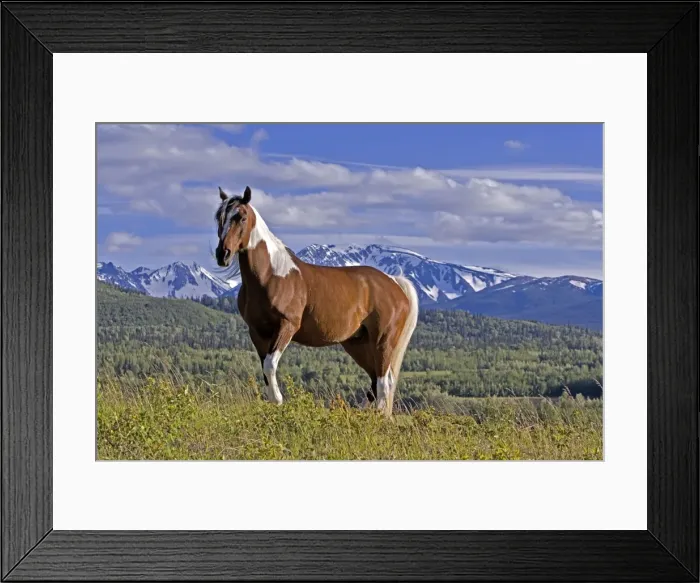 Framed Print : Picture No. 10872585 Framed Print : Picture No. 10872585