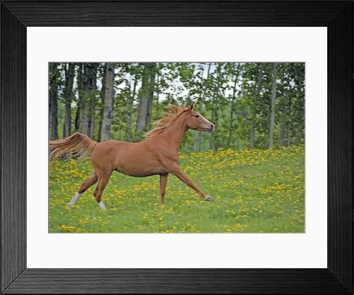 Framed Print : Picture No. 10872591