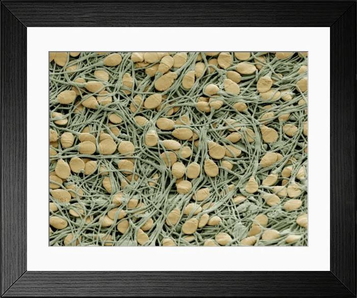 Framed Print : Picture No. 10873686 Framed Print : Picture No. 10873686