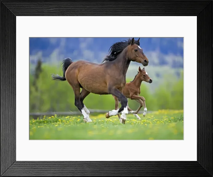 Framed Print : Picture No. 10873723 Framed Print : Picture No. 10873723