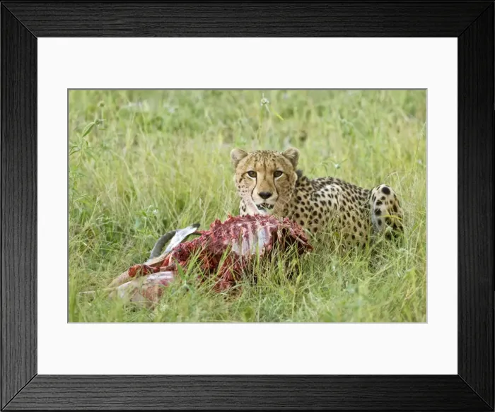 Framed Print : Picture No. 10872231 Framed Print : Picture No. 10872231