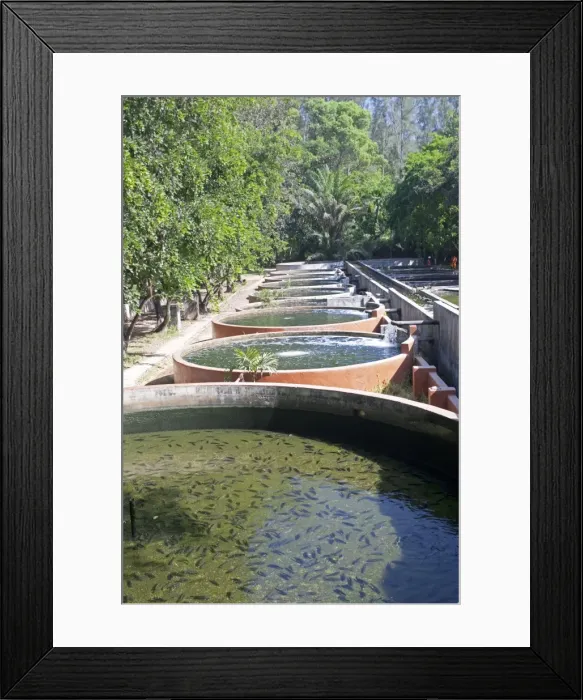 Framed Print : Picture No. 10873377 Framed Print : Picture No. 10873377