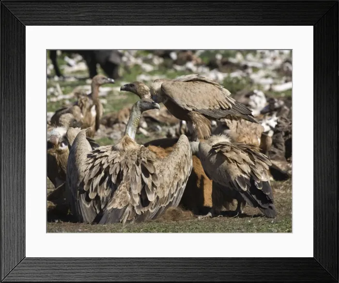 Framed Print : Picture No. 10872361 Framed Print : Picture No. 10872361