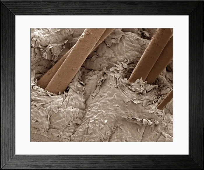 Framed Print : Picture No. 10873643