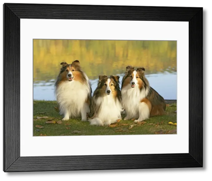 Framed Print : Picture No. 10873873 Framed Print : Picture No. 10873873