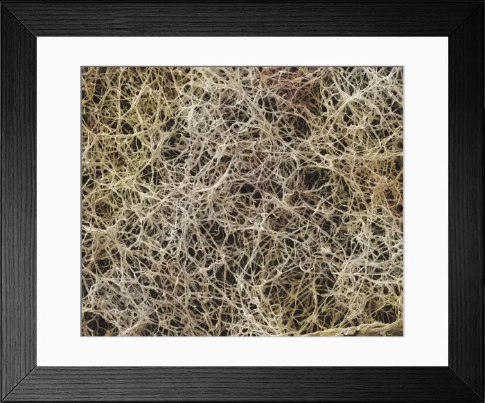 Framed Print : Picture No. 10873581 Framed Print : Picture No. 10873581