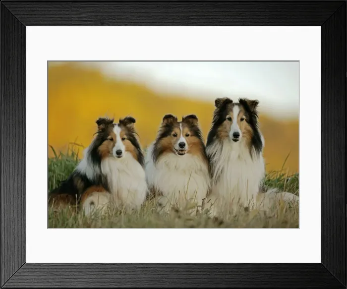 Framed Print : Picture No. 10873870 Framed Print : Picture No. 10873870