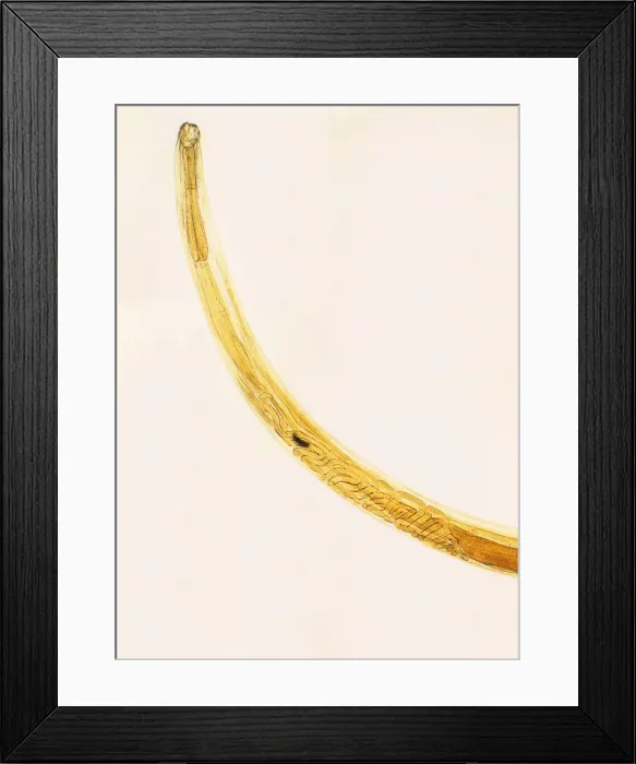 Framed Print : Picture No. 10874130 Framed Print : Picture No. 10874130