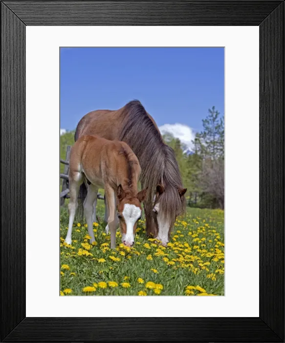 Framed Print : Picture No. 10872612 Framed Print : Picture No. 10872612