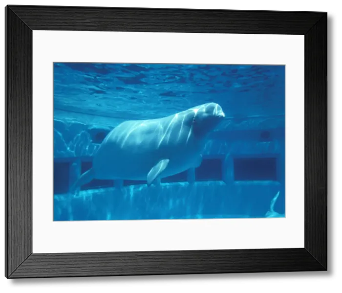 Framed Print : Picture No. 10873472 Framed Print : Picture No. 10873472