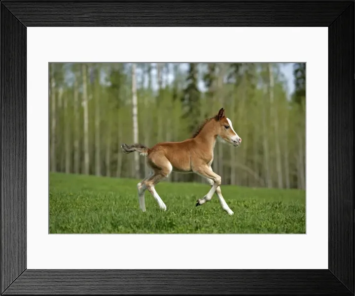 Framed Print : Picture No. 10872611 Framed Print : Picture No. 10872611
